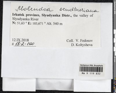 Molendoa sendtneriana (Bruch & Schimp.) Limpr., Moscow University Herbarium