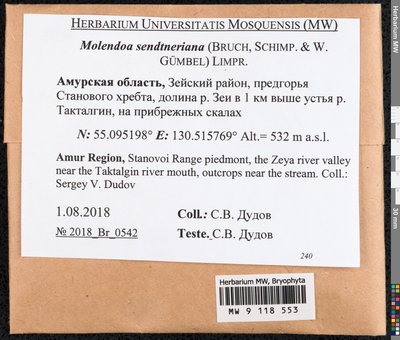 Molendoa sendtneriana (Bruch & Schimp.) Limpr., Moscow University Herbarium