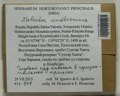Molendoa sendtneriana (Bruch & Schimp.) Limpr., Moscow University Herbarium