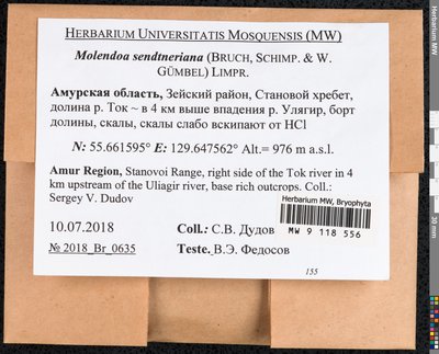 Molendoa sendtneriana (Bruch & Schimp.) Limpr., Moscow University Herbarium