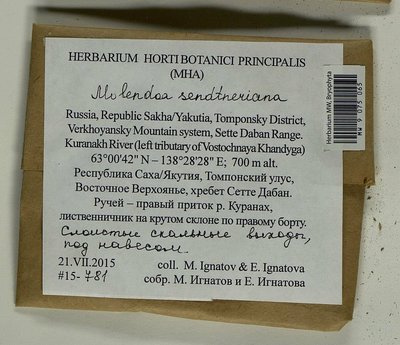 Molendoa sendtneriana (Bruch & Schimp.) Limpr., Moscow University Herbarium