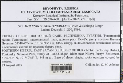 Molendoa sendtneriana (Bruch & Schimp.) Limpr., Moscow University Herbarium