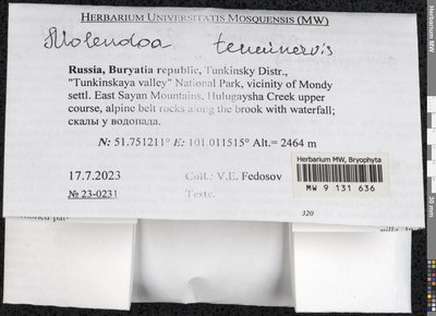 Molendoa sendtneriana (Bruch & Schimp.) Limpr., Moscow University Herbarium