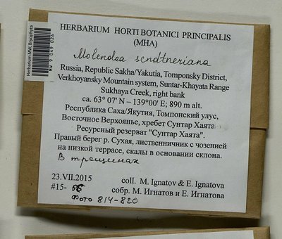 Molendoa sendtneriana (Bruch & Schimp.) Limpr., Moscow University Herbarium