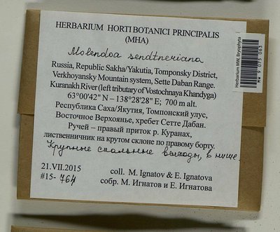 Molendoa sendtneriana (Bruch & Schimp.) Limpr., Moscow University Herbarium
