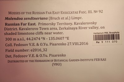 Molendoa sendtneriana (Bruch & Schimp.) Limpr., Moscow University Herbarium