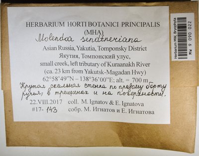 Molendoa sendtneriana (Bruch & Schimp.) Limpr., Moscow University Herbarium