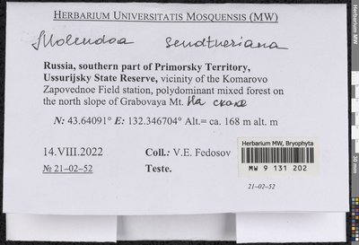 Molendoa sendtneriana (Bruch & Schimp.) Limpr., Moscow University Herbarium