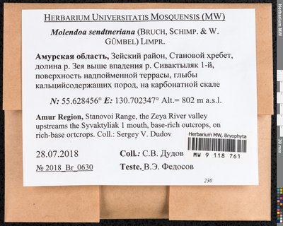 Molendoa sendtneriana (Bruch & Schimp.) Limpr., Moscow University Herbarium