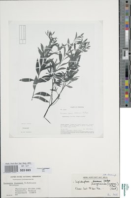 Lepidaploa marguana (Cuatrec.) H.Rob.