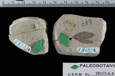 USNM P 38103 Part and Counterpart