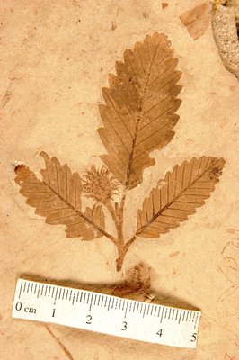Fagopsis longifolia (YPM PB 030121). Digital Image: Yale Peabody Museum; photo by Shusheng Hu 2014