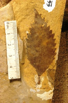Fagopsis longifolia (YPM PB 029066). Digital Image: Yale Peabody Museum; photo by Division of Paleobotany, Yale Peabody Museum 2015