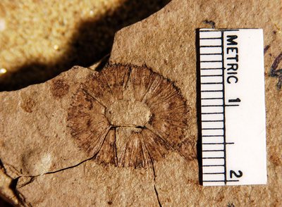 Fagopsis longifolia (YPM PB 023948). Digital Image: Yale Peabody Museum; photo by Division of Paleobotany, Yale Peabody Museum 2015