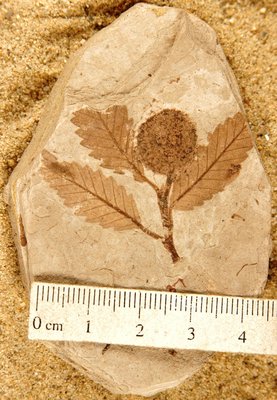Fagopsis longifolia (YPM PB 030249). Digital Image: Yale Peabody Museum; photo by Division of Paleobotany, Yale Peabody Museum 2015