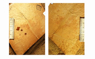 Fagopsis longifolia (YPM PB 029067.A). Digital Image: Yale Peabody Museum; photo by Division of Paleobotany, Yale Peabody Museum 2015