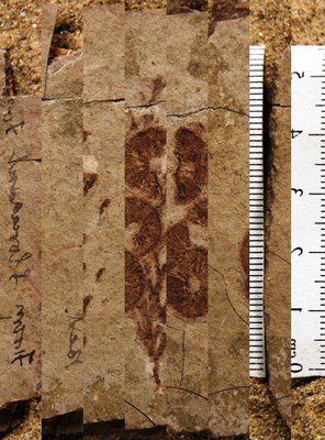 Fagopsis longifolia (YPM PB 023958). Digital Image: Yale Peabody Museum; photo by Division of Paleobotany, Yale Peabody Museum 2015