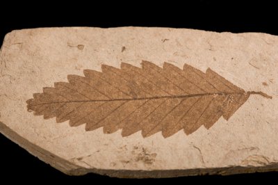 Fagopsis longifolia (YPM PB 021063). Digital Image: Yale Peabody Museum; photo by Linda S. Klise 2009