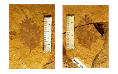 Fagopsis longifolia (YPM PB 029068.A). Digital Image: Yale Peabody Museum; photo by Division of Paleobotany, Yale Peabody Museum 2015