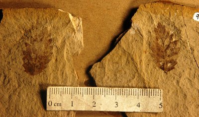 Fagopsis longifolia (YPM PB 029065.A). Digital Image: Yale Peabody Museum; photo by Division of Paleobotany, Yale Peabody Museum 2015