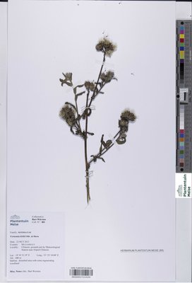 Vernonia kirkii Oliv. & Hiern