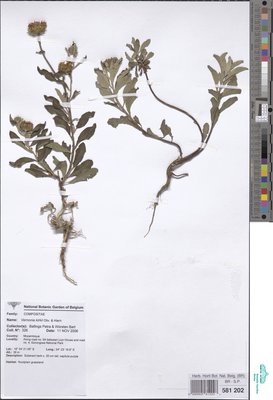 Vernonia kirkii Oliv. & Hiern