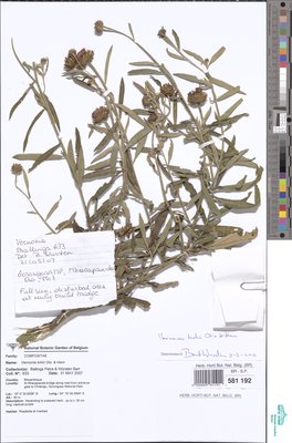 Vernonia kirkii Oliv. & Hiern