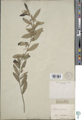 Helicteres javensis Blume