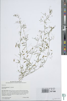 Vicia tenuissima (M.Bieb.) Schinz & Thell.