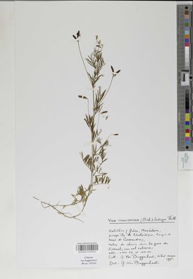 Vicia tenuissima (M.Bieb.) Schinz & Thell.