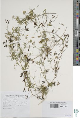 Vicia tenuissima (M.Bieb.) Schinz & Thell.
