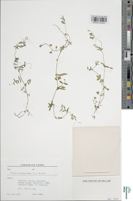 Vicia tenuissima (M.Bieb.) Schinz & Thell.