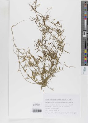 Vicia tenuissima (M.Bieb.) Schinz & Thell.