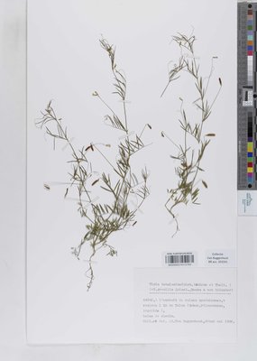 Vicia tenuissima (M.Bieb.) Schinz & Thell.