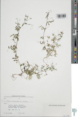 Vicia tenuissima (M.Bieb.) Schinz & Thell.
