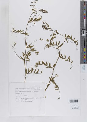 Vicia tenuissima (M.Bieb.) Schinz & Thell.