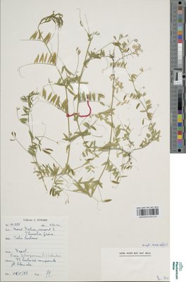 Vicia tenuissima (M.Bieb.) Schinz & Thell.
