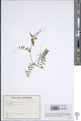 Vicia tenuissima (M.Bieb.) Schinz & Thell.