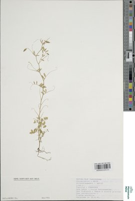 Vicia tenuissima (M.Bieb.) Schinz & Thell.