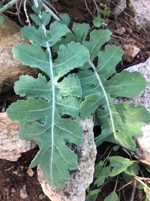Coincya rupestris Porta & Rigo ex Rouy: leaf