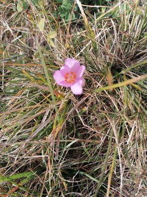 Crocus ligusticus Mariotti: flower