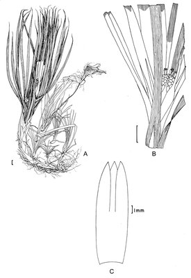 Navia_connata_SmithLB_TangeriniAR_2406_ink.tif