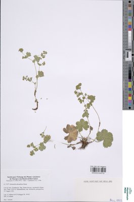 Alchemilla decumbens Buser