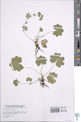 Alchemilla decumbens Buser
