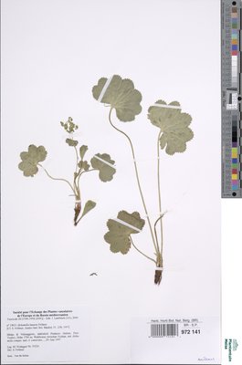 Alchemilla decumbens Buser