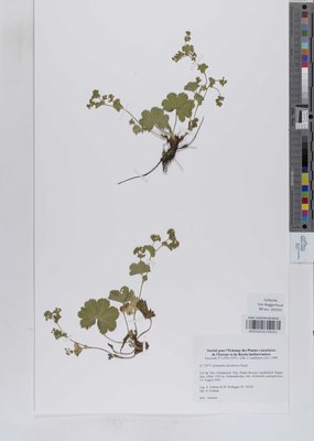 Alchemilla decumbens Buser
