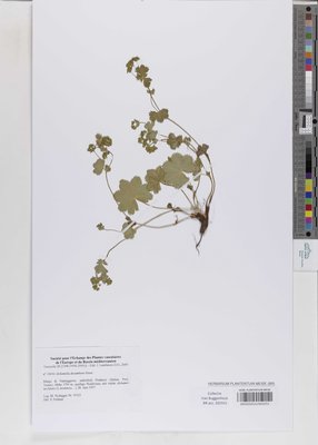 Alchemilla decumbens Buser