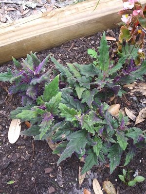 Gynura aurantiaca (Blume) Sch.Bip. ex DC.: leaf