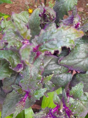 Gynura aurantiaca (Blume) Sch.Bip. ex DC.: leaf