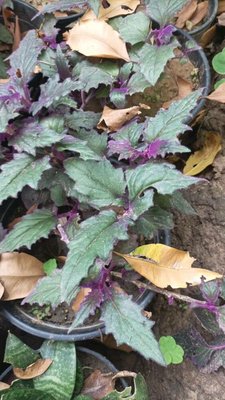 Gynura aurantiaca (Blume) Sch.Bip. ex DC.: leaf